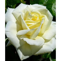 Rožė - Rosa CHOPIN ®