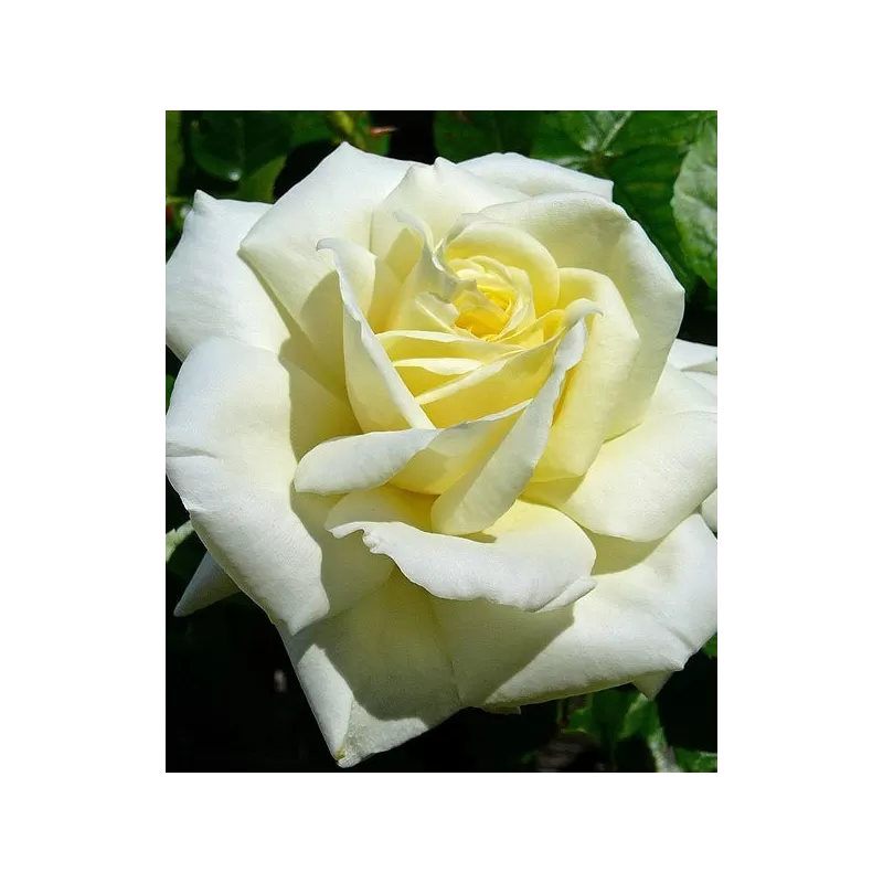 Rožė - Rosa CHOPIN ®