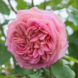 Rosa JUBILEE CELEBRATION ®
 Container-C4R Graft-grafted Select-sodinta pavasarį