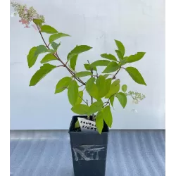 Hortenzijų krūmai ir medeliai su pristatymu į namus