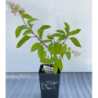 Hydrangea paniculata Living CANDLELIGHT