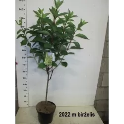 Šluotelinė hortenzija - Hydrangea paniculata Living CANDLELIGHT