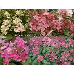 Šluotelinė hortenzija - Hydrangea paniculata EARLY SENSATION