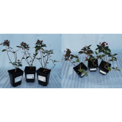 Hydrangea paniculata EARLY SENSATION
