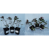 Šluotelinė hortenzija - Hydrangea paniculata EARLY SENSATION
