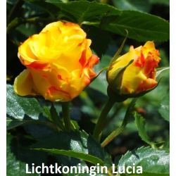 Rosa LICHTKONIGIN LUCIA