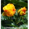 Rosa LICHTKONIGIN LUCIA