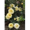 Rosa LICHTKONIGIN LUCIA