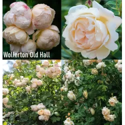 Rosa WOLLERTON OLD HALL®