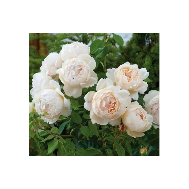 Rosa WOLLERTON OLD HALL®