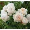 Rosa WOLLERTON OLD HALL®