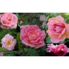 Rožė - Rosa MARIE VICTORIN