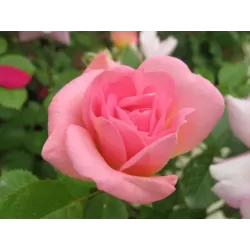 Rožė - Rosa MARIE VICTORIN