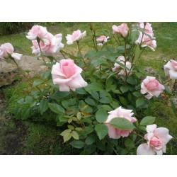 Rožė - Rosa MARIE VICTORIN
