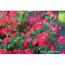 copy of Rožė - Rosa Red Drift savašaknė pristatymas iki kovo vidurio