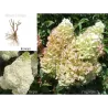 Šluotelinė hortenzija - Hydrangea paniculata Living SILVER DOLLAR