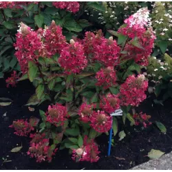 Šluotelinė hortenzija - Hydrangea paniculata MAGICAL VESUVIO