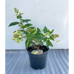 Hydrangea paniculata MAGICAL VESUVIO