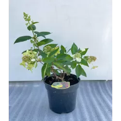 Šluotelinė hortenzija - Hydrangea paniculata MAGICAL VESUVIO