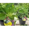 Šluotelinė hortenzija - Hydrangea paniculata MAGICAL VESUVIO