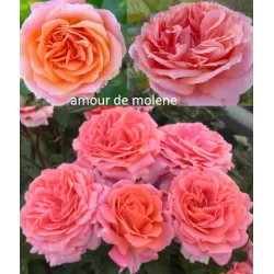 Rožė - Rosa AMOUR DE MOLENE ®