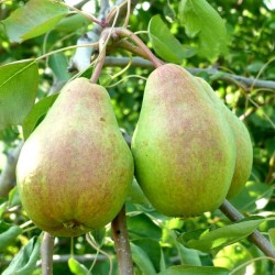 Pear - Pyrus communis VEKOVAJA