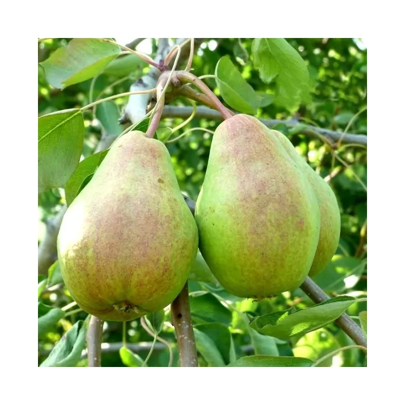 Pear - Pyrus communis VEKOVAJA