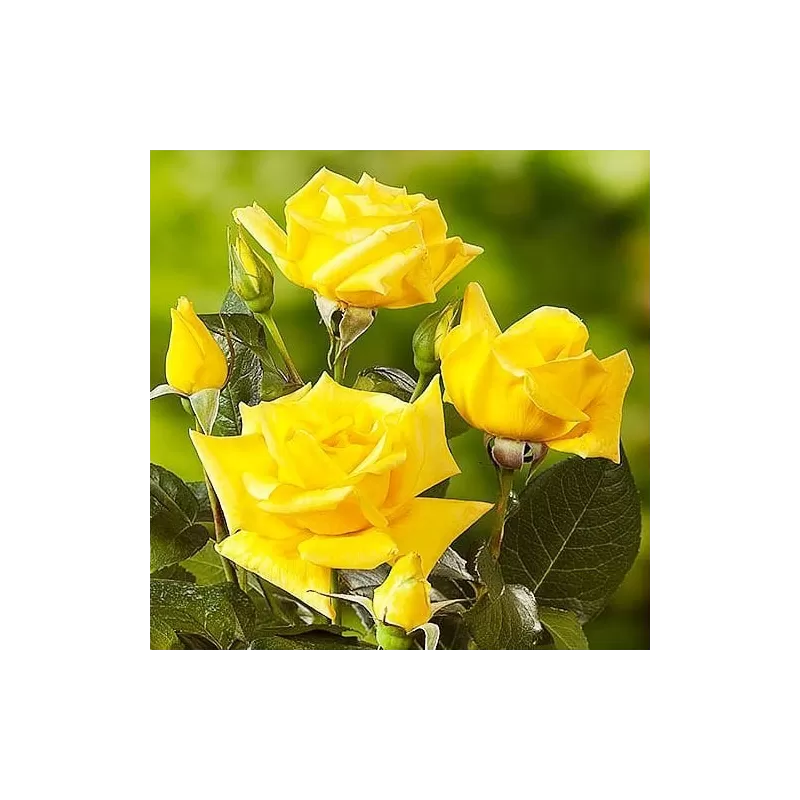 Rožė - Rosa LANDORA ®