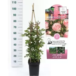 Rosa MINI EDEN ROSE®