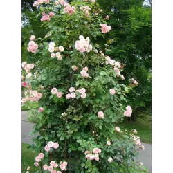 Rosa MINI EDEN ROSE®