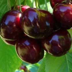 Sour cherry - Prunus cerasus ​NOTE