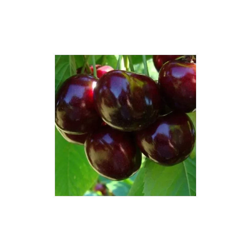 Vyšnia - Prunus cerasus NOTĖ