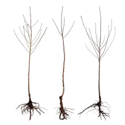 Abrikosas - Prunus armeniaca JŪRIS