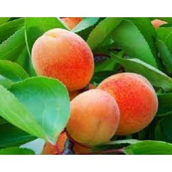 Apricot - Prunus armeniaca JŪRIS