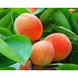 Apricot - Prunus armeniaca JŪRIS
