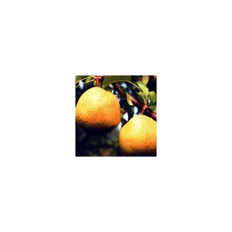 Kriaušė - Pyrus communis ALSA