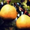 Kriaušė - Pyrus communis ALSA