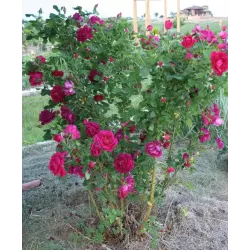 Rožė - Rosa CUTHBERT GRANT