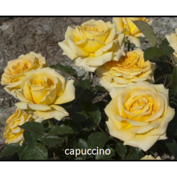 copy of Rožė - Rosa Cappuccino® pristatymas iki kovo vidurio