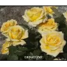 Rosa CAPPUCCINO ®