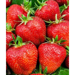 Strawberry - Fragaria ananassa OSTARA