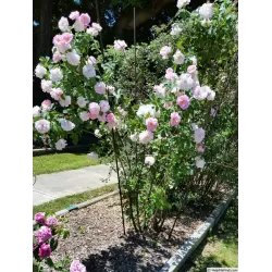 Rožė - Rosa CELSIANA ®