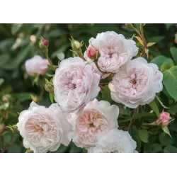 Rožė - Rosa The ALBRIGHTON RAMBLER ®