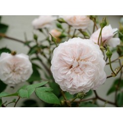 Rožė - Rosa The ALBRIGHTON RAMBLER ®