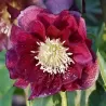 Čėras - Helleborus Double Ellen® FLASH