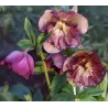 Čėras - Helleborus Double Ellen® FLASH
