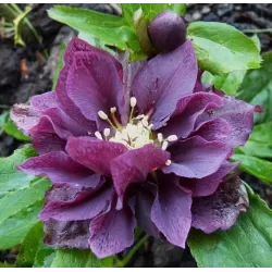 Čėras - Helleborus Double Ellen® PURPLE