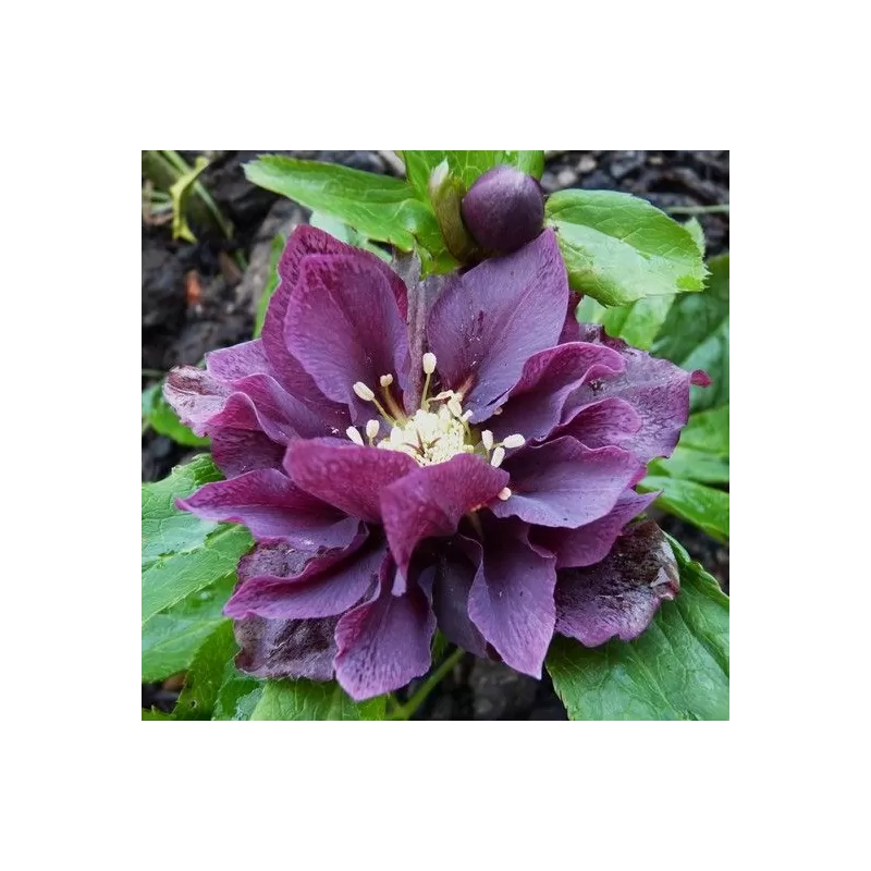 Čėras - Helleborus Double Ellen® PURPLE