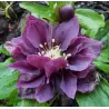 Čėras - Helleborus Double Ellen® PURPLE