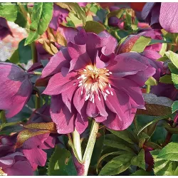 Čėras - Helleborus Double Ellen® PURPLE
